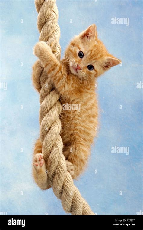 Kitten Climbing At Rope Stock Photo Royalty Free Image 16829375 Alamy