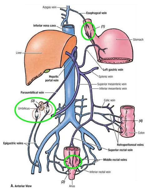 Lecture Flashcards Chegg Medical Anatomy Basic Anatomy And