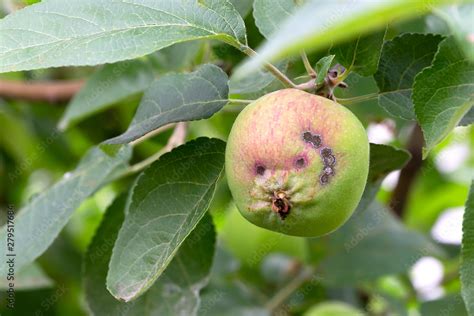 Apple Scab Disease Of Apples Fungus Of Trees Scab Symptoms On Fruit