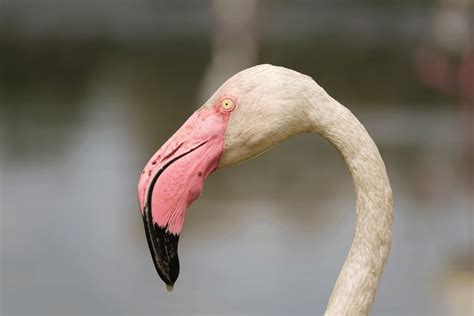 A Pink Giant Discover The Largest Flamingo Species Animals Around