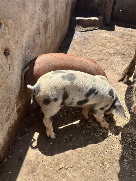 Vendo leitões cruzados Nossa Senhora Da Conceição E São Bartolomeu