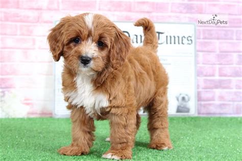 Asia Cavapoo Cavapoo Puppy For Sale Near Baltimore Maryland