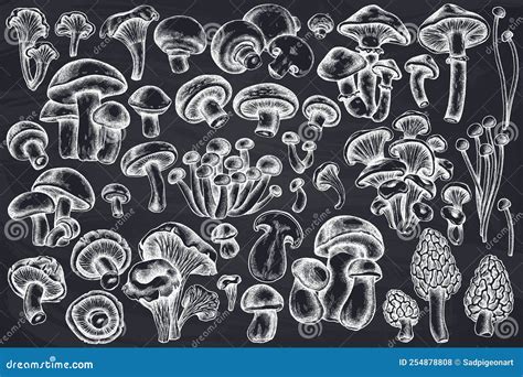 Vector Set Of Hand Drawn Chalk Oyster Mushroom Champignon Honey