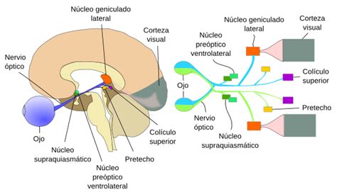 Como Procesa El Cerebro Los Est Mulos Externos Enriquerubio Net