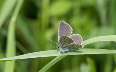 Butterfly Species In France Insectic