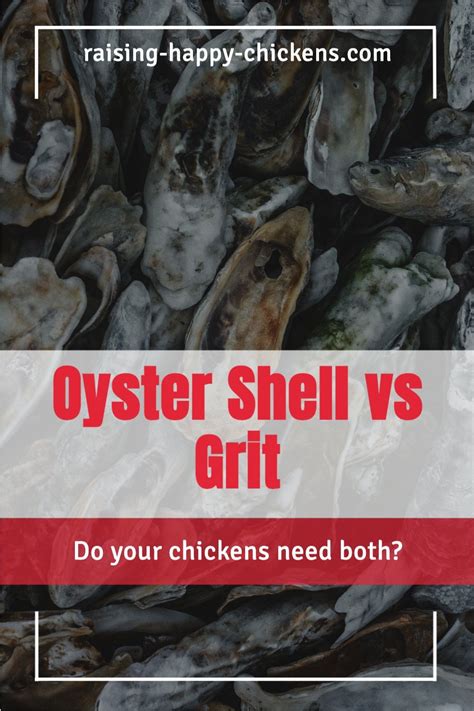 Oyster Shell For Chickens Is It Really Necessary Artofit