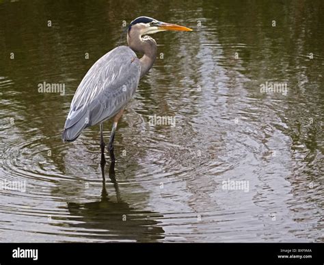 Great Blue Heron Standing In Water Fishing Stock Photo Alamy