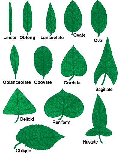 Leaf margin clipart 19 free Cliparts | Download images on Clipground 2025