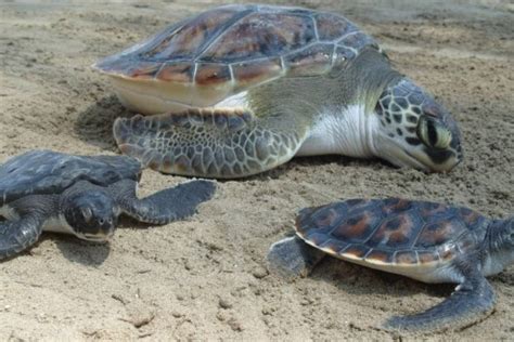 Unas Tortugas En Peligro De Extinci N Murieron En Redes De At N En