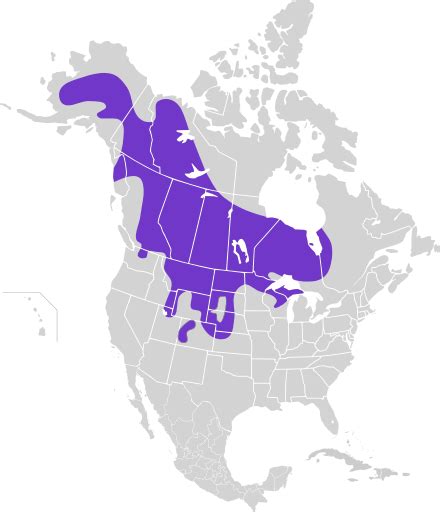 Sharp-tailed grouse - Wikipedia