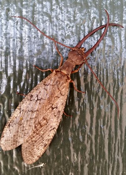 Dobsonfly Corydalus Cornutus Bugguidenet