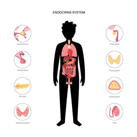 Premium Vector Human Endocrine System