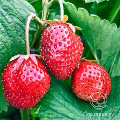 Клубника Бьюти купить в Москве по низкой цене - интернет-магазин Гаршинка