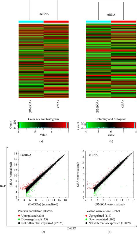 LncRNA And MRNA Expression Profile Comparison Between The Bap Activated