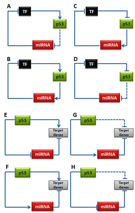 Four Possible Scenarios For The Upstream Regulators A D And Download Scientific Diagram