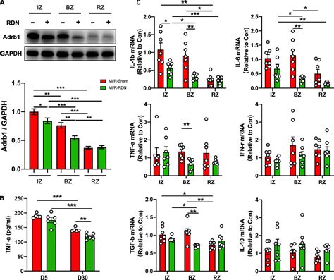 Frontiers Renal Denervation Attenuates Adverse Remodeling And