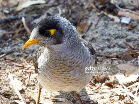 Miner Birds Photos And Premium High Res Pictures Getty Images