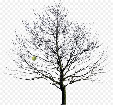 Winter Tree Silhouette Svg