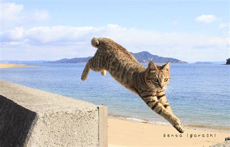 【ねこ拝見】 飛び猫写真でもおなじみ、五十嵐健太さんの珠玉の萌猫（もえにゃん）写真 Sirabee