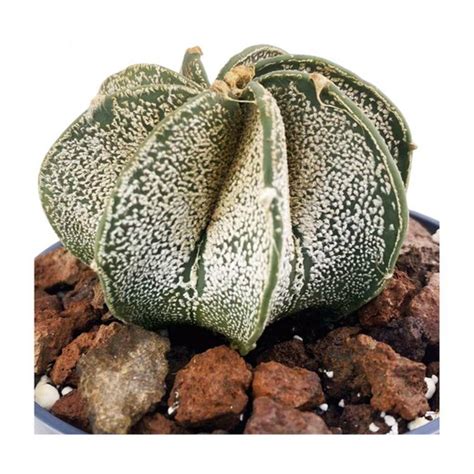 Astrophytum Myriostigma Multicostatum Cactus de Colección