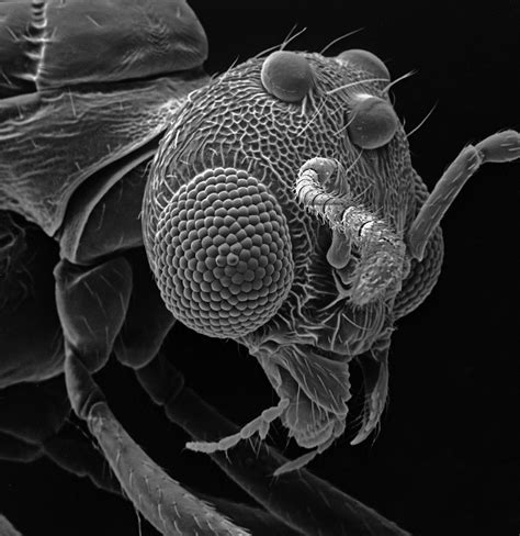 Insect Photography with Electron Microscope9 – Fubiz Media