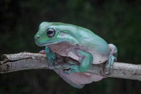 White's Tree Frog Care Guide - Diet, Lifespan & More » Petsoid