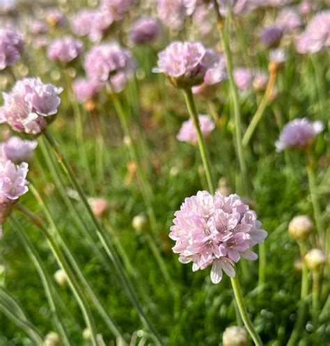 Um Campo De Flores Roxas Um Caule Verde E Uma Flor Rosa Foto Premium