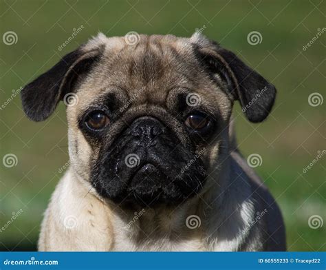 Male Pug Puppy Stock Image Image Of Portrait Canine 60555233