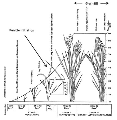 Rice Crop Guide Growing Rice