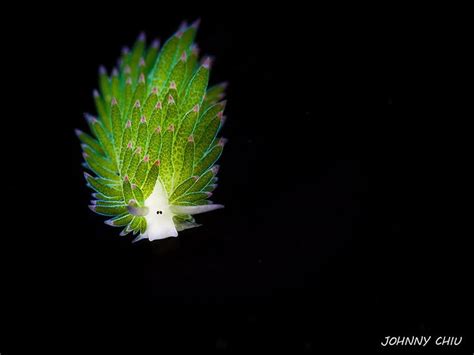 Leaf Sheep These Cute Sea Slugs Are The Sheep Of The Sea Lesma Do