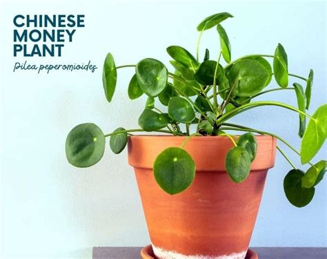 12 Popular House Plants For Your Home Growfully