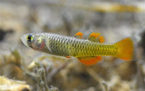 fishes   month iucnssc freshwater fish specialist group