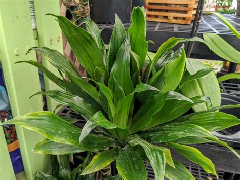 Rockledge Gardens Dracaena Dragon Green Jewel 8 Pot