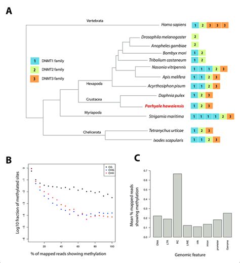 Analysis Of Parhyale Genome Methylation A Phylogenetic Tree Showing