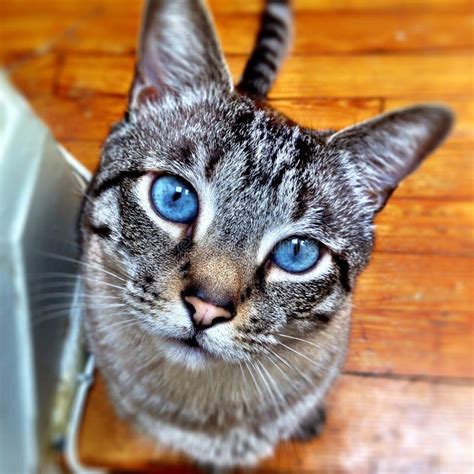 Ojos Azules Hermosos Del Gato Imagen de archivo - Imagen de ojos, gatito: 43031675