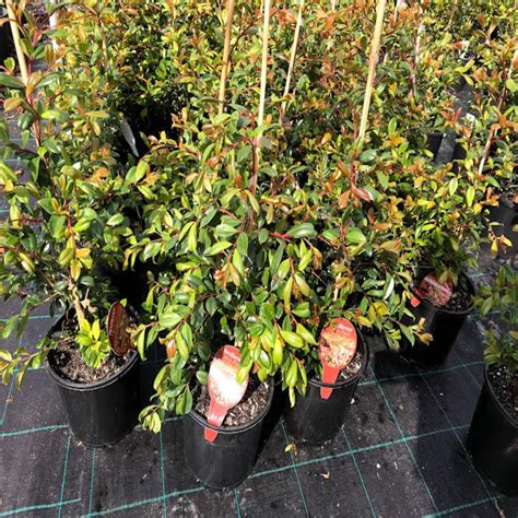 Syzygium Austral Resilience I Lilly Pilly