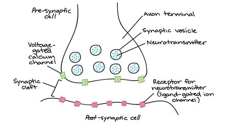 Khan Academy Anatomy And Physiology Cells Corliss Coles