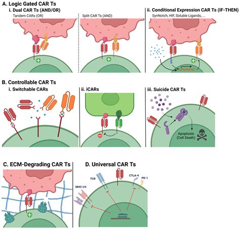 IJMS Free Full Text CAR T Cell Therapy A Versatile Living Drug