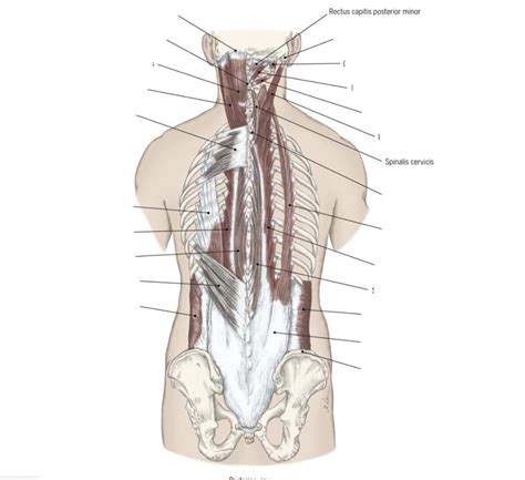 Back Musculature Diagram Quizlet