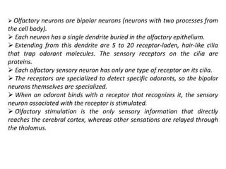 Olfactory And Gustatory Receptors Ppt