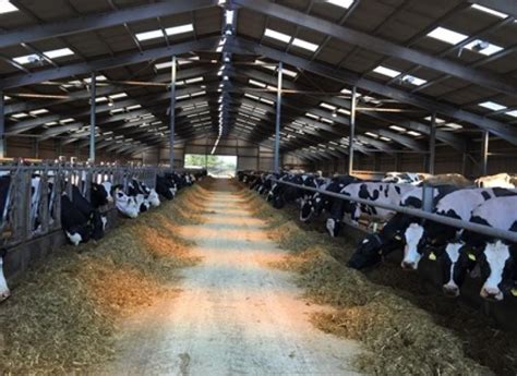 Advanced Ruminant Nutrition Ltd Improving Silage Efficiency