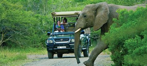 Discovering Wildlife on Safari Adventures in South Africa