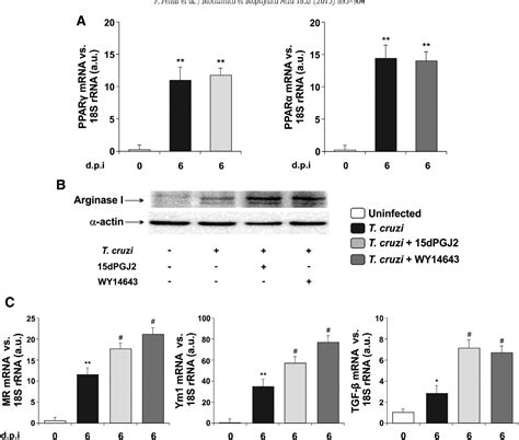 Figure 3 from Treatment in vitro with PPARα and PPARγ ligands drives M1