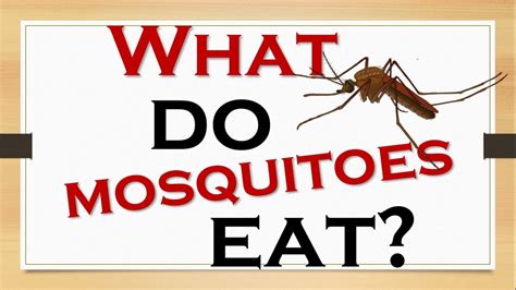 Discover What Do Mosquitoes Eat Ultimate Diet Guide