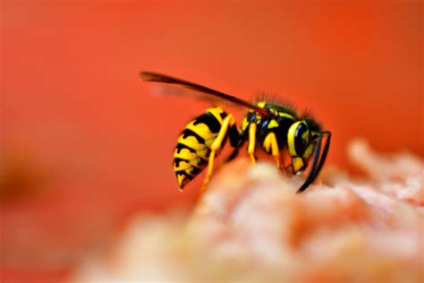 Yellow Jacket Removal In Texas Yellow Jackets Vs Other Wasps