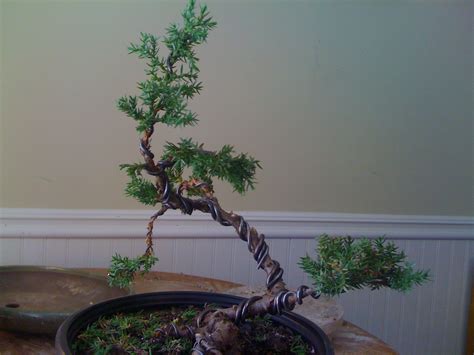 Bodhisattva Bonsai Cascade Juniper 2