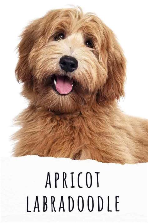 Apricot Labradoodle Labradoodle Facts Labradoodles Cute Labrador