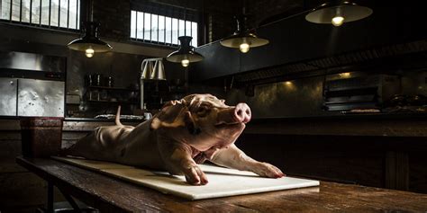 animal experience  frontier