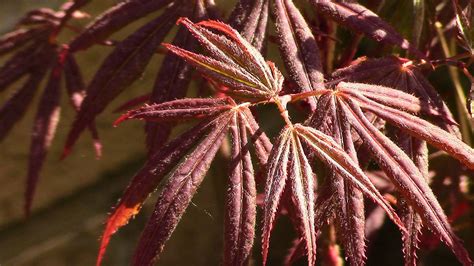 Acer Palmatum by Tabanoffi on DeviantArt