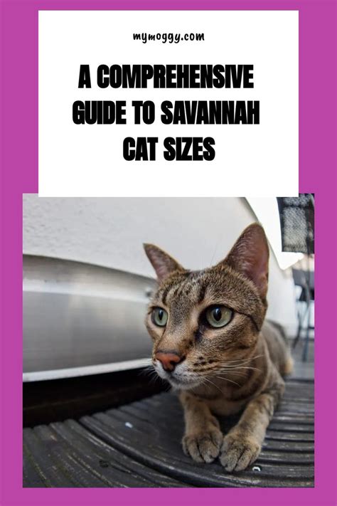 A Comprehensive Guide To Savannah Cat Sizes Savannah Cat Savannah